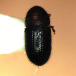 Coffee crop pest infestation found at Kipahulu farm